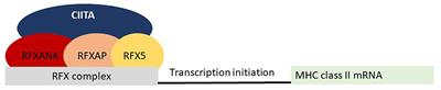 Hematopoietic Cell Transplantation for MHC Class II Deficiency